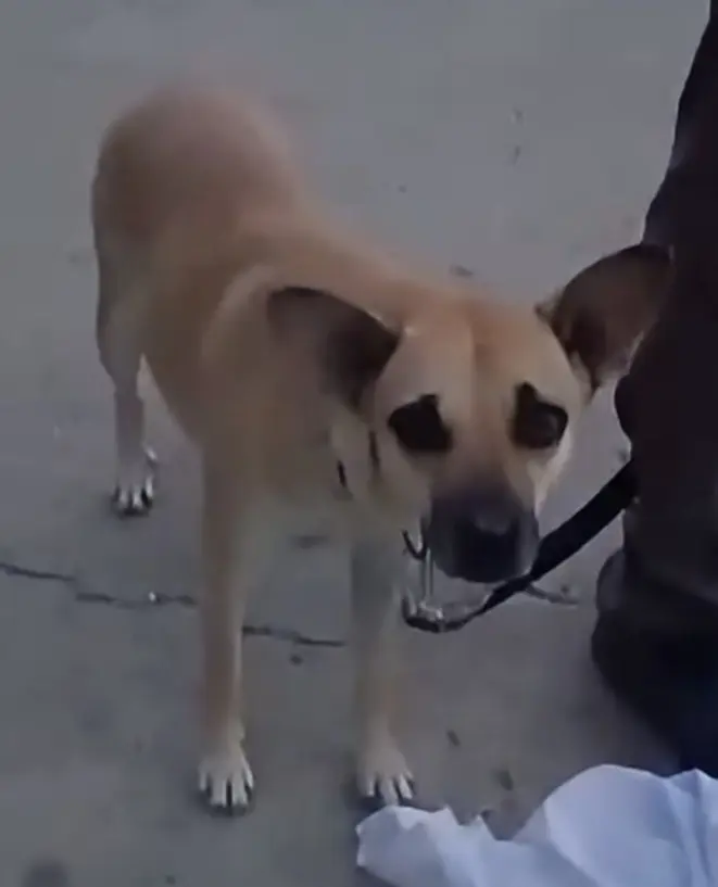 Perro Perdida en