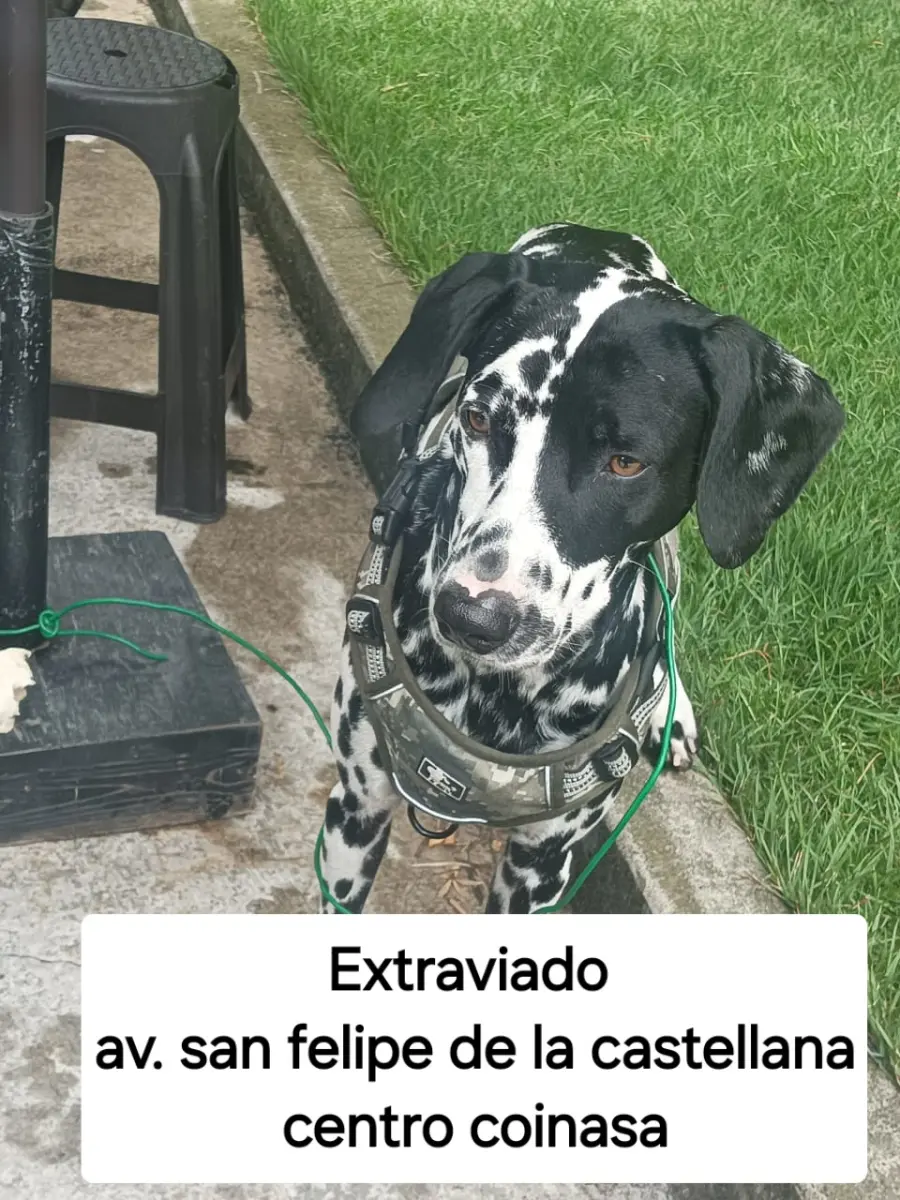 Perro Perdida en