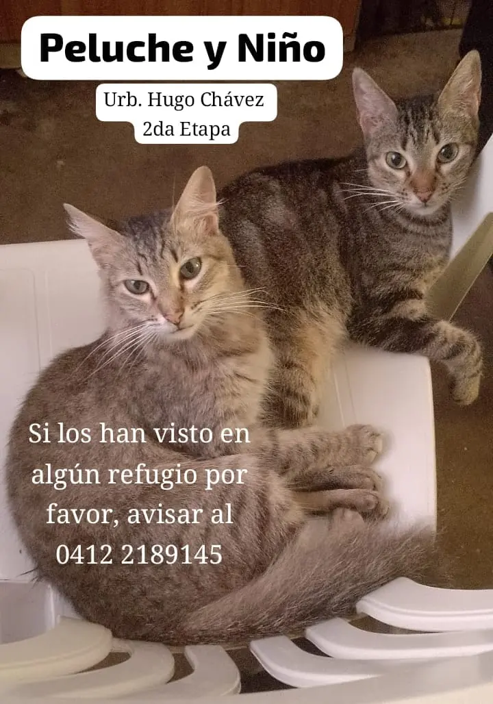 Peluche y Niño — Perro Perdida en