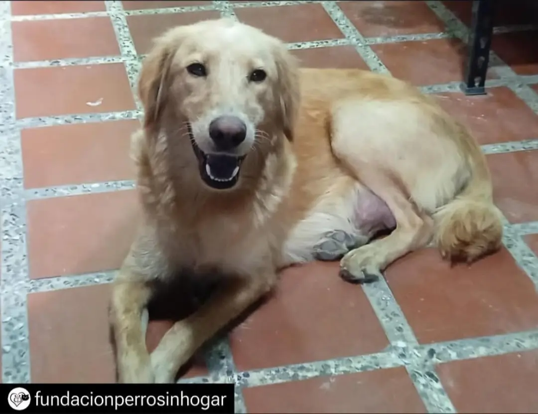 Perro Perdida en