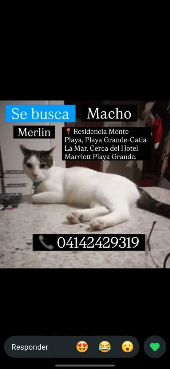 Merlin — Perro Perdida en