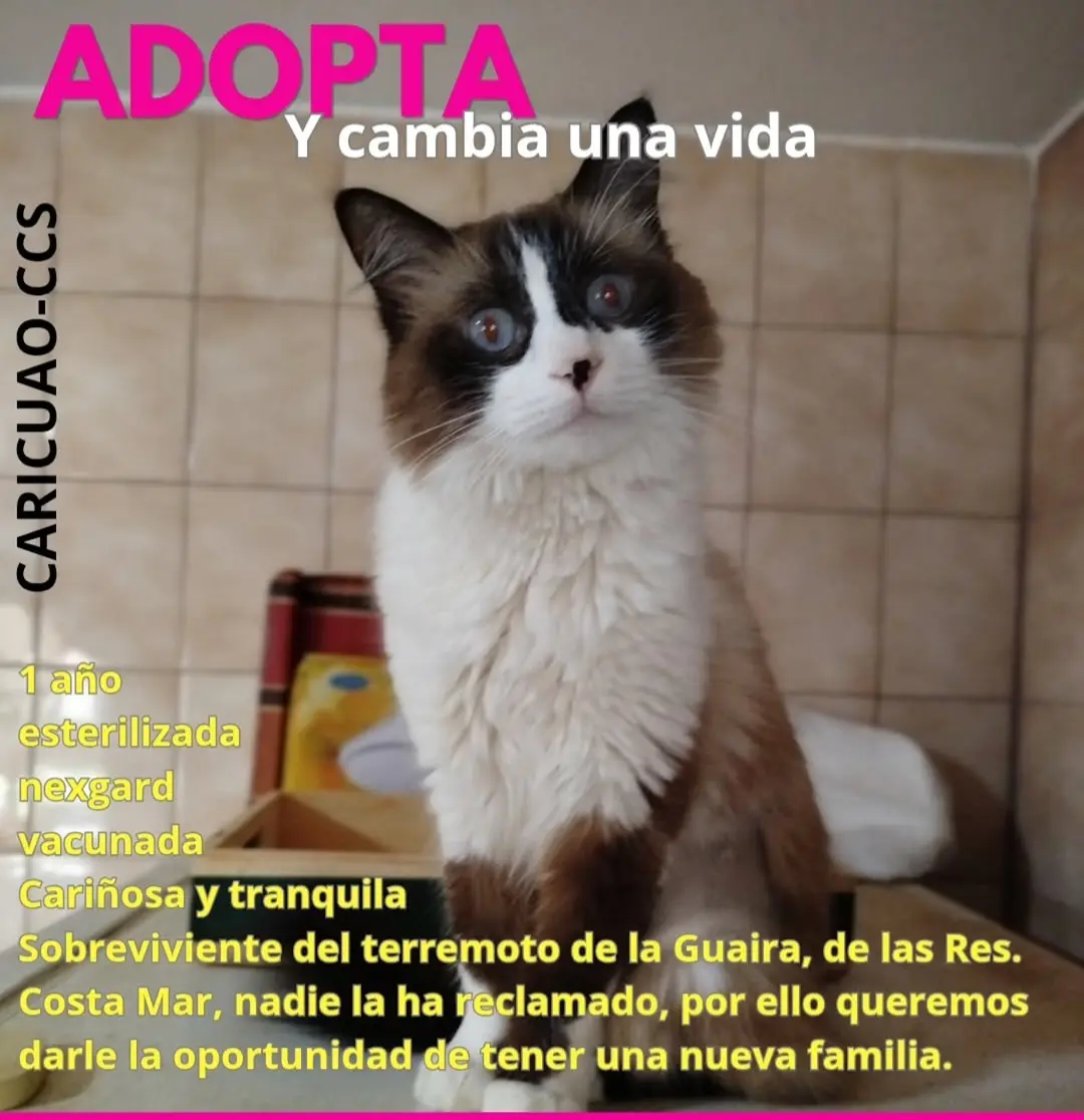 Perro Perdida en