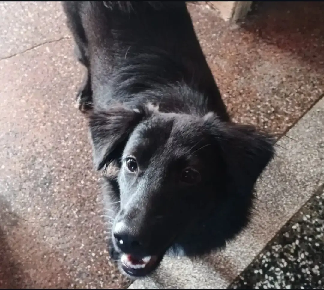 Perro Perdida en