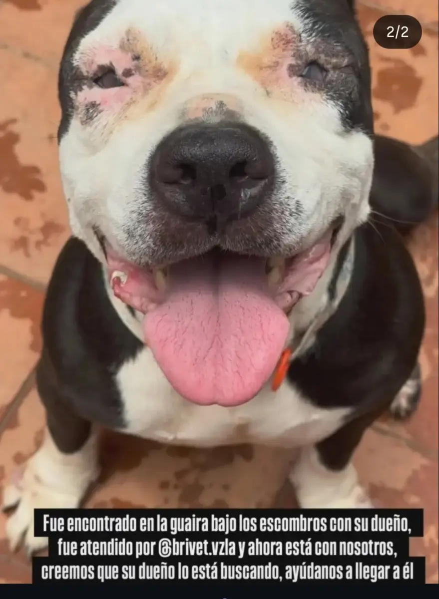 Perro Perdida en