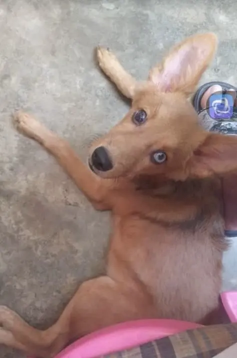 Aria — Perro Perdida en