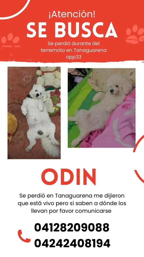 ODIN — Perro Perdida en