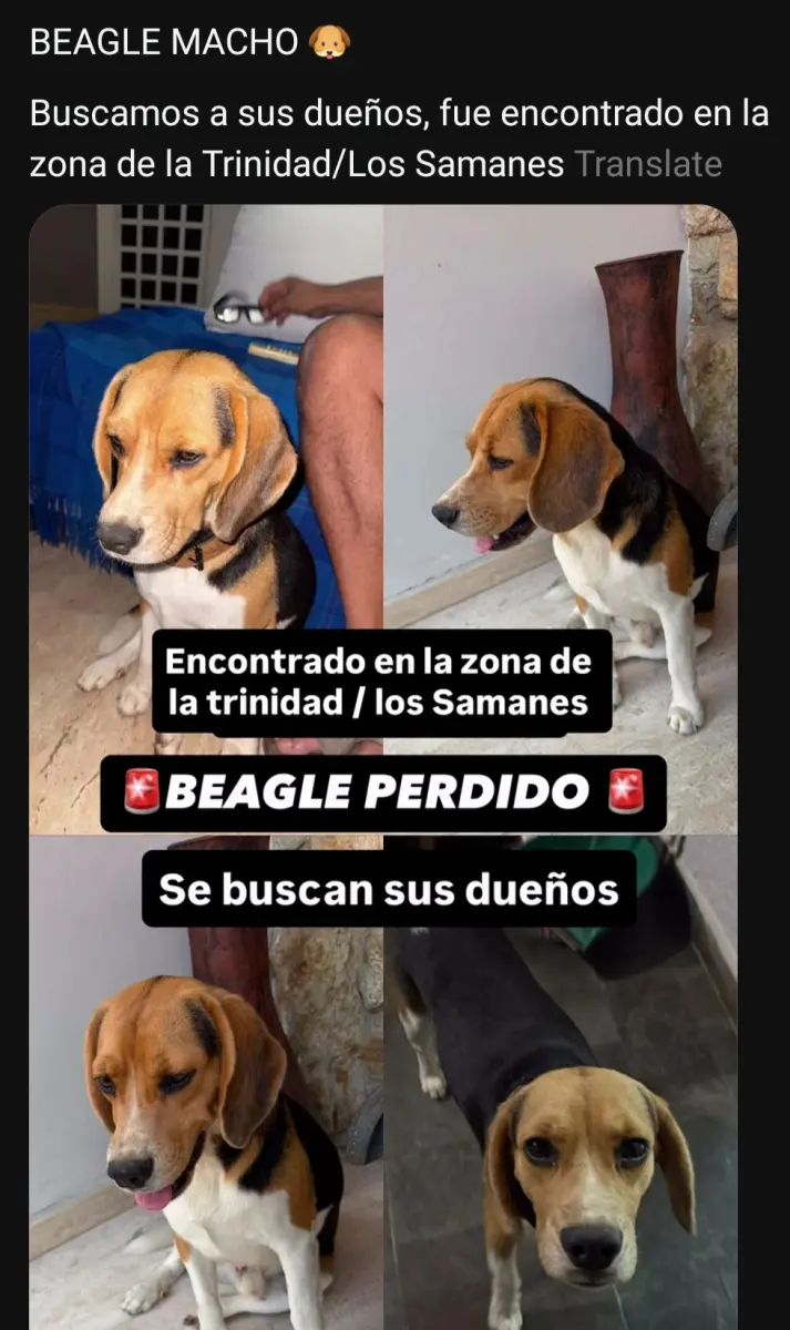 Perro Perdida en