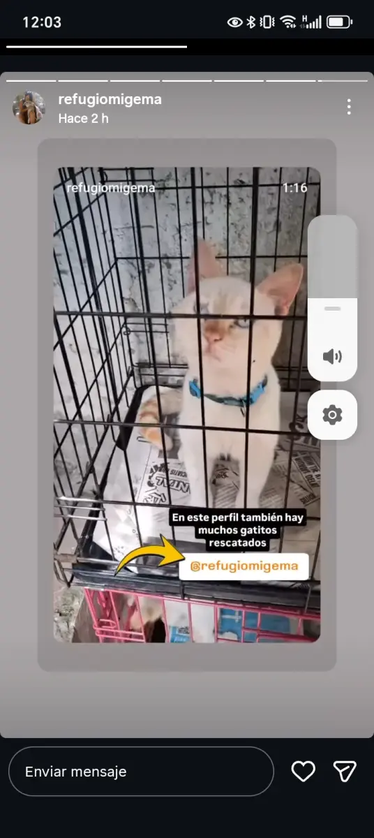 Perro Perdida en