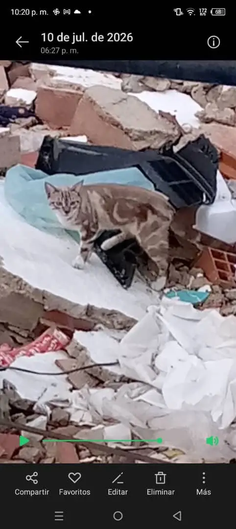 leo — Gato Perdida en