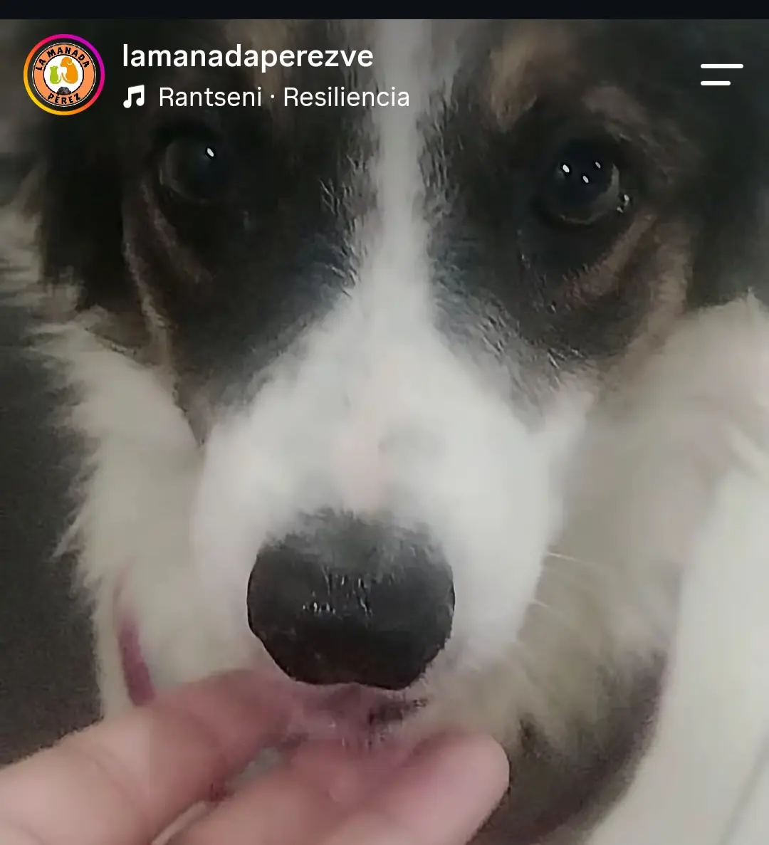 Perro Perdida en