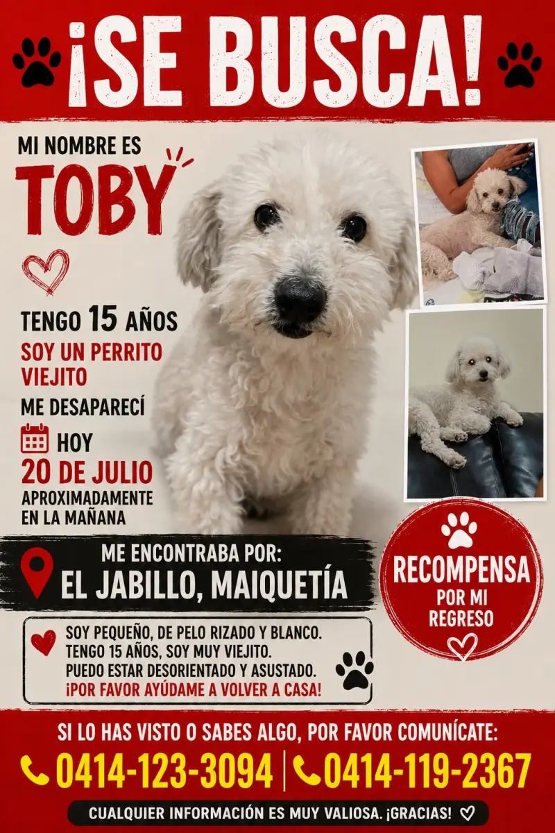 Toby — Perro Perdida en