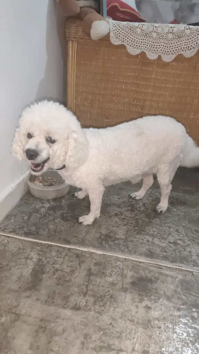 odin — Perro Perdida en