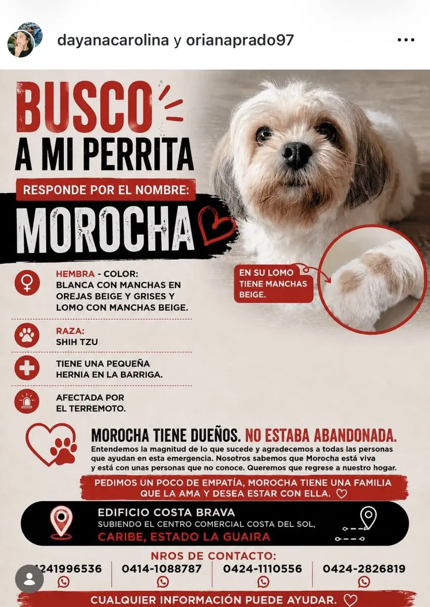 Morocha — Perro Perdida en