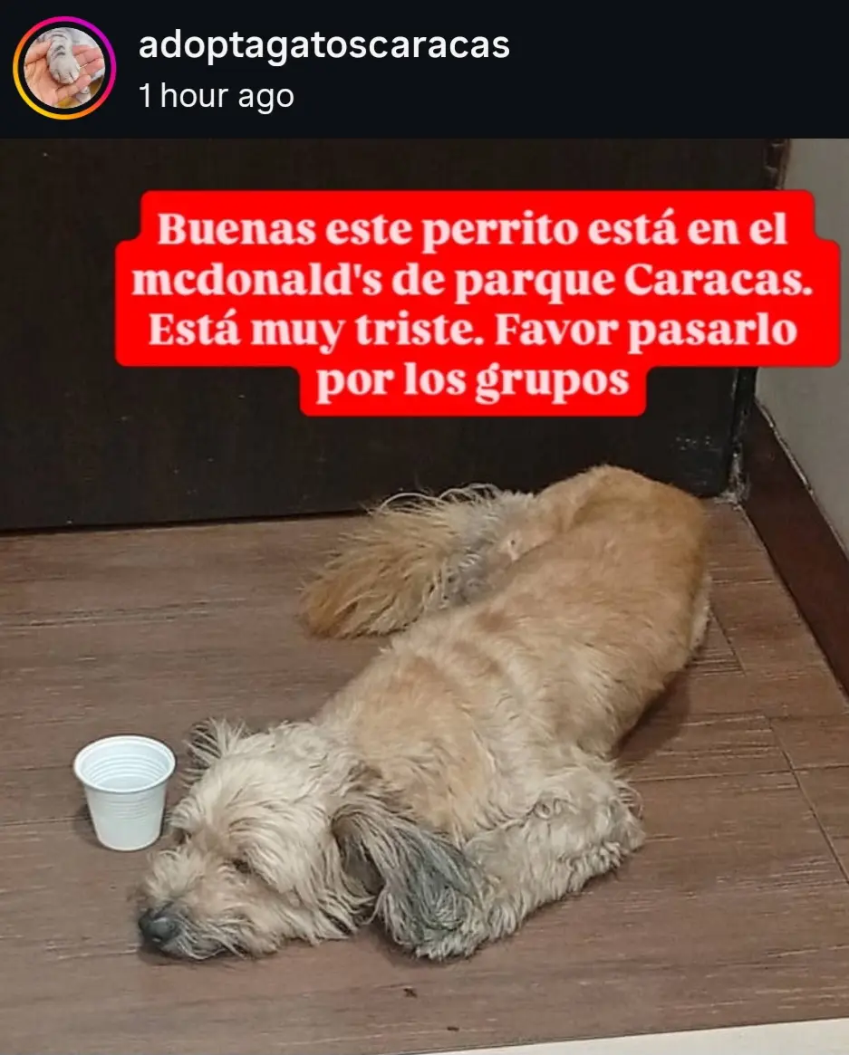 Perro Perdida en