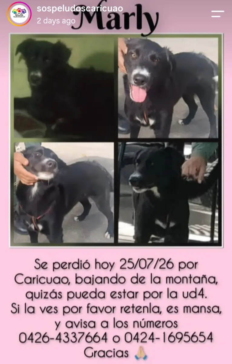 Marly — Perro Perdida en