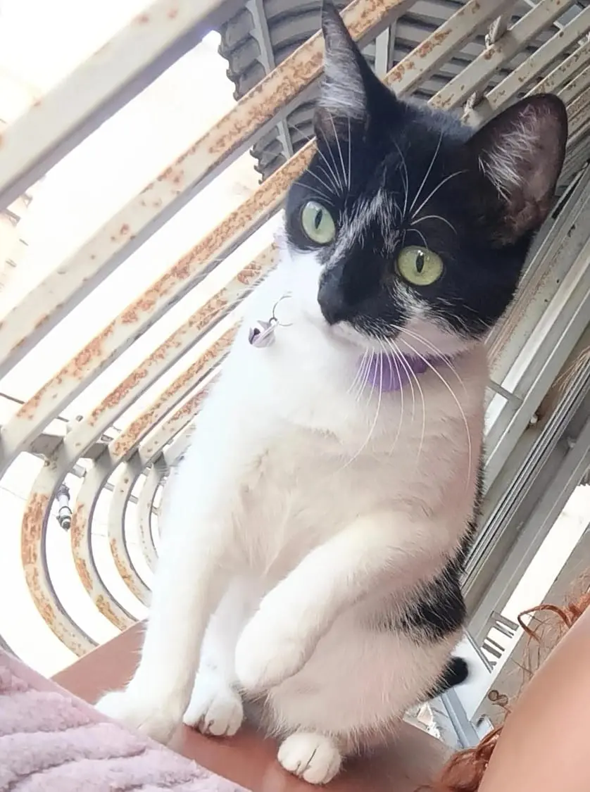 Kiki — Perro Perdida en