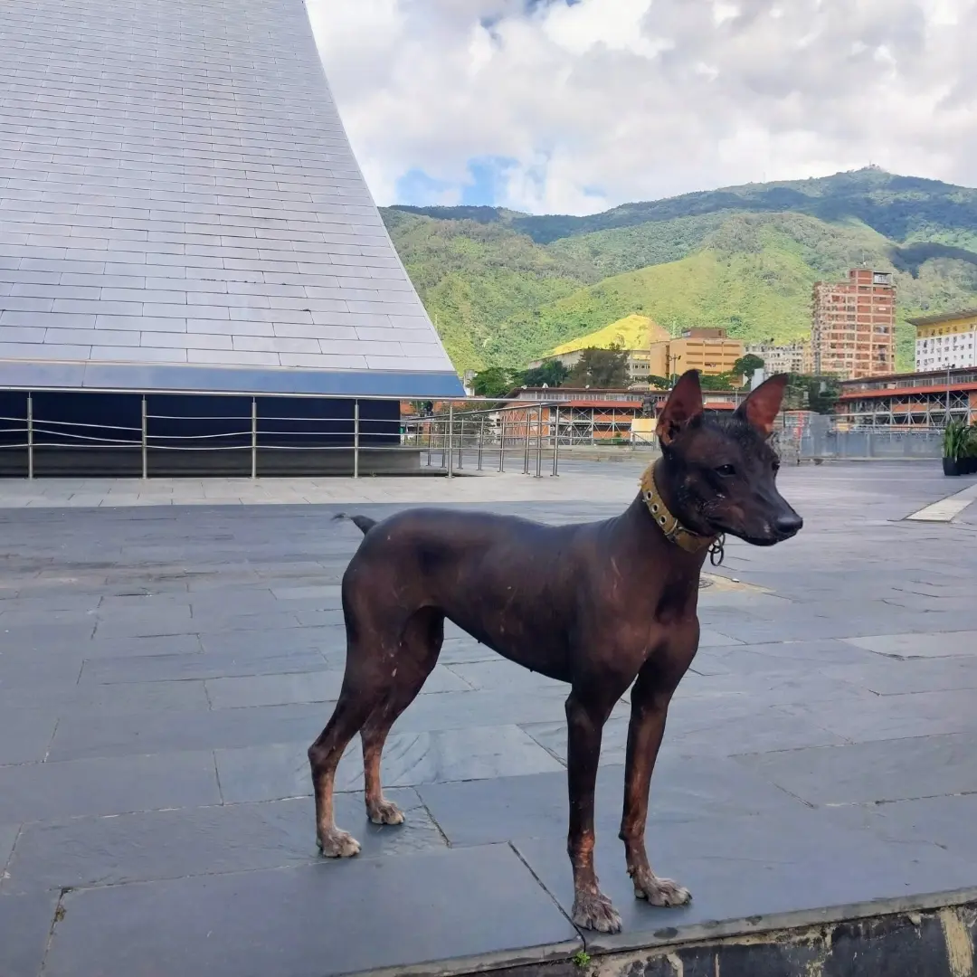 Kela — Perro Perdida en