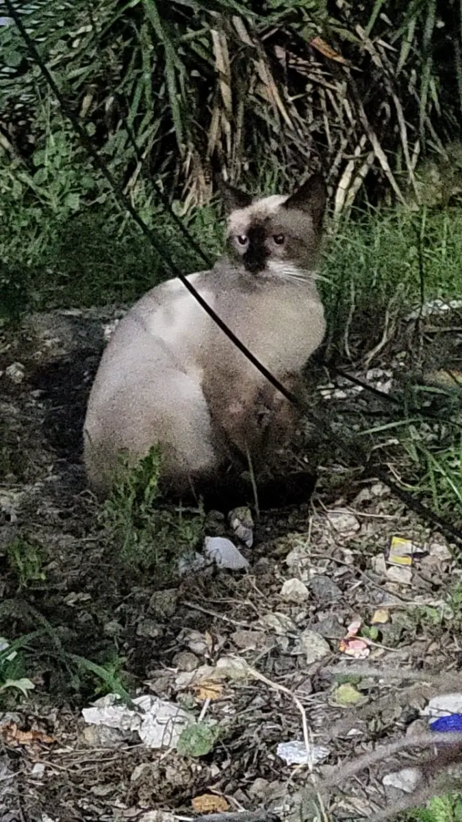 Gato Perdida en