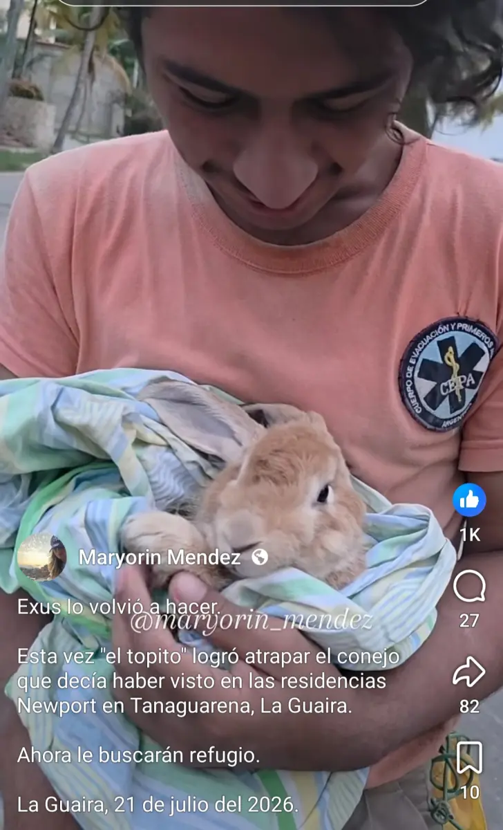 Perro Perdida en