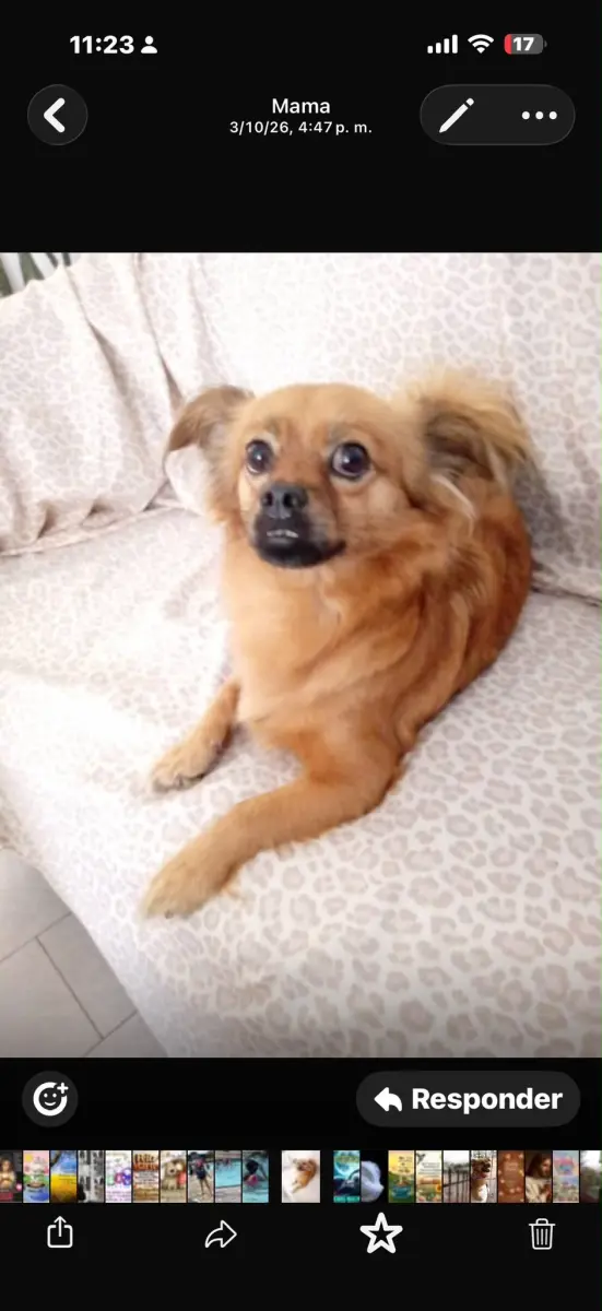 Lulu — Perro Perdida en