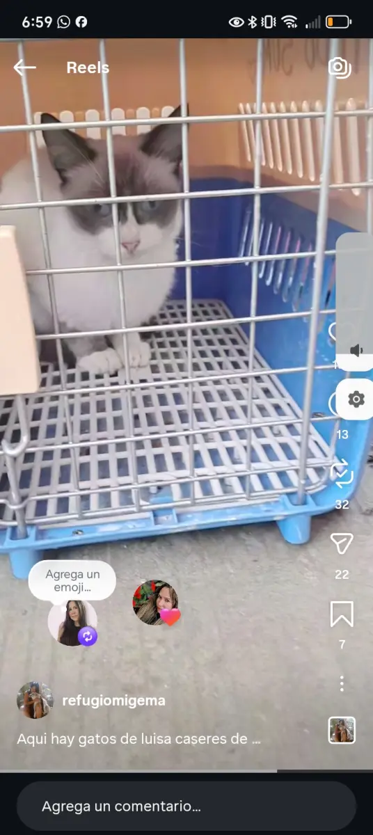 Perro Perdida en