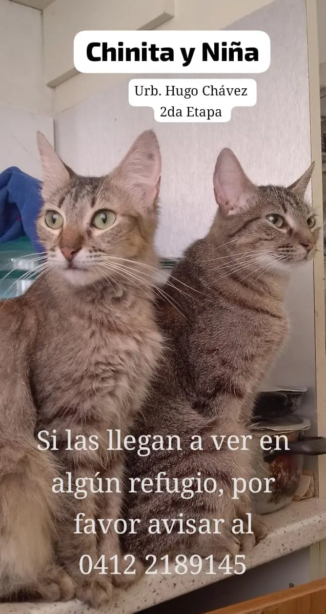 Chinita y Niña — Perro Perdida en