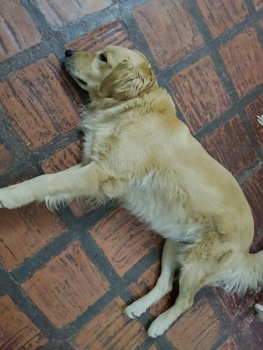 Morita — Perro Perdida en